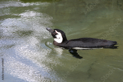 Foto: penguin 1 penguin 1