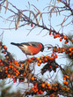 bullfinch