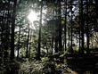 esprit de foret