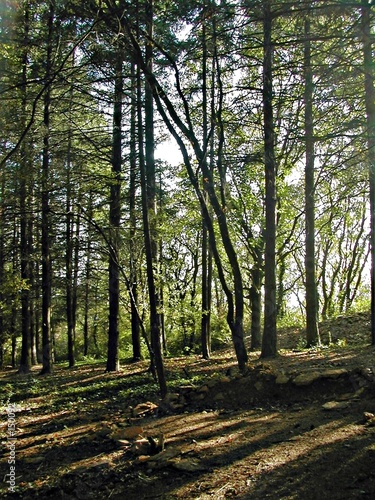 esprit de foret