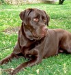 chocolate lab