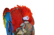 Foto: scarlet macaw scarlet macaw