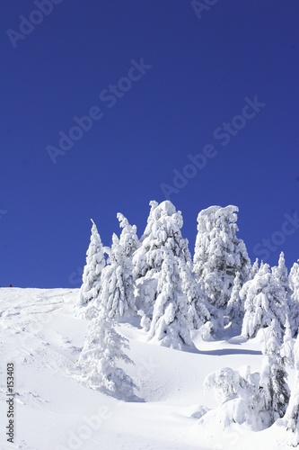 Foto: snow covered pine trees and blue sky snow covered pine trees and blue sky