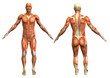 anatomy man #4