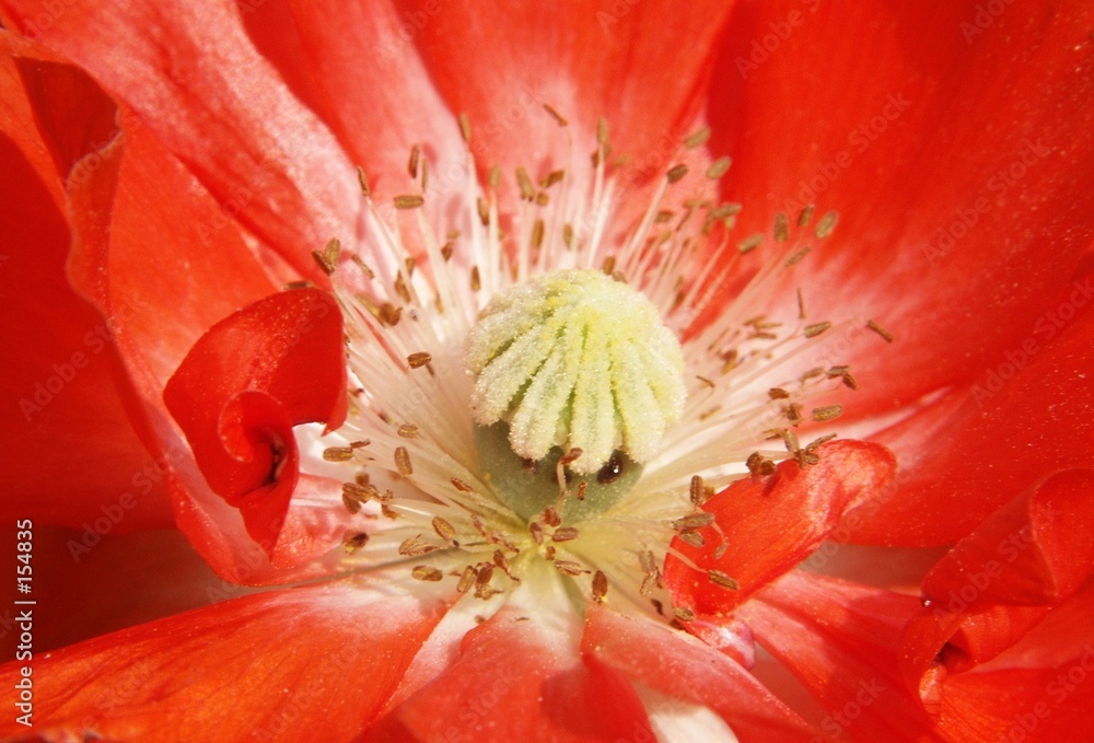 mohnblume detail