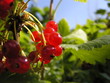 groseilles