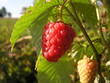 framboise