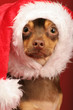 puppy with santa hat on its head