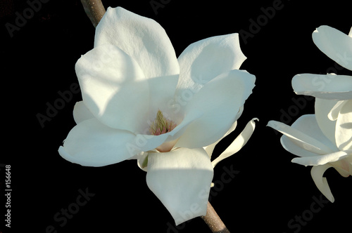 Foto: japanese magnolia blossom on a black background japanese magnolia blossom on a black background