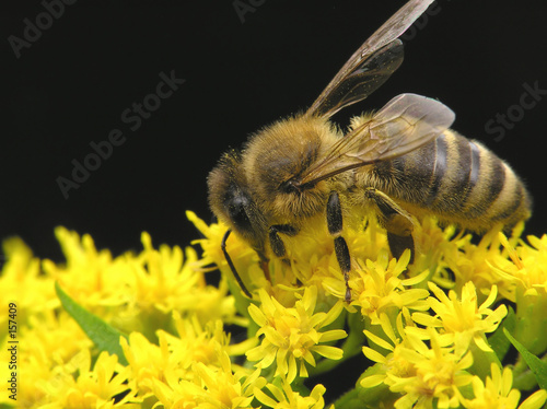 bee on flower bee on flower
