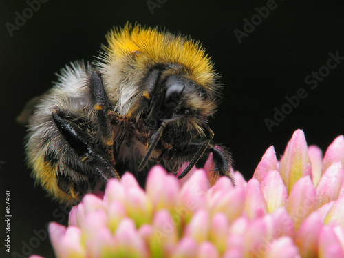 bee