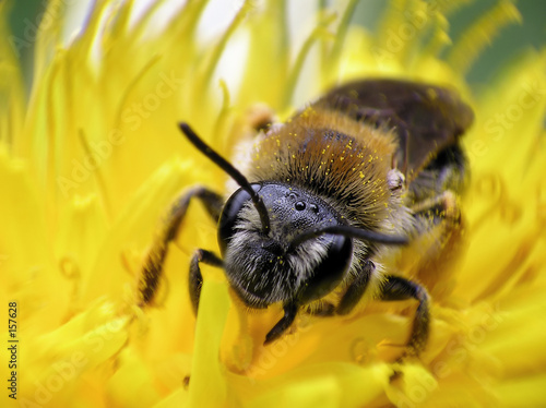 face of bee