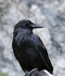 raven close-up