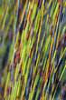 herbe-grass
