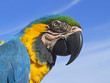 loro guacamayo loro guacamayo