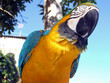 loro loro