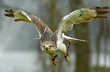 falcon