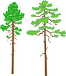 pinus