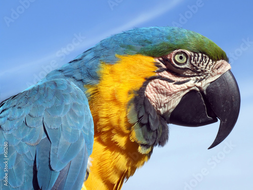 loro guacamayo loro guacamayo