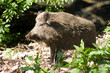 wildschwein 02 wildschwein 02
