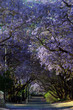 jacaranda lane jacaranda lane
