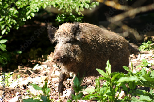 wildschwein 01 wildschwein 01