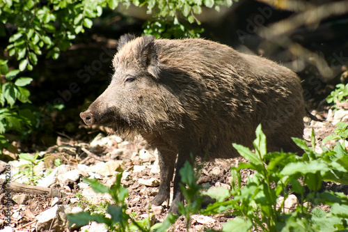 wildschwein 02