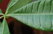 feuille