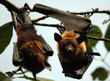 roussette-flyfox