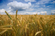 kornfeld