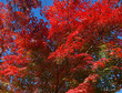 red autumn leaves red autumn leaves