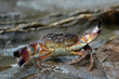 crabe rouge-red crab crabe rouge-red crab