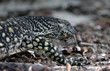 monitor lizard-varan