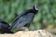 urubu-vautour à tête noire