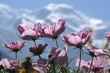 mont blanc