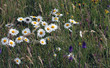 daisies in the field daisies in the field