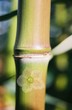 flower bamboo flower bamboo