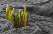 lava forest lava forest