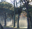 rayons brumeux