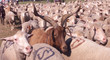 transhumance