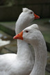 ducks ducks