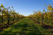 grape vines grape vines