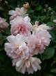 les trois ages des roses