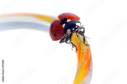 lady bug