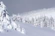 snow covered pine trees