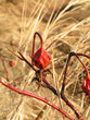 dogrose   autumn