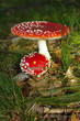 amanite tue mouche 1