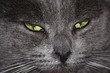 regard de chat gris