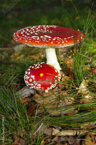 amanite tue mouche 1