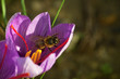 fleur de safran